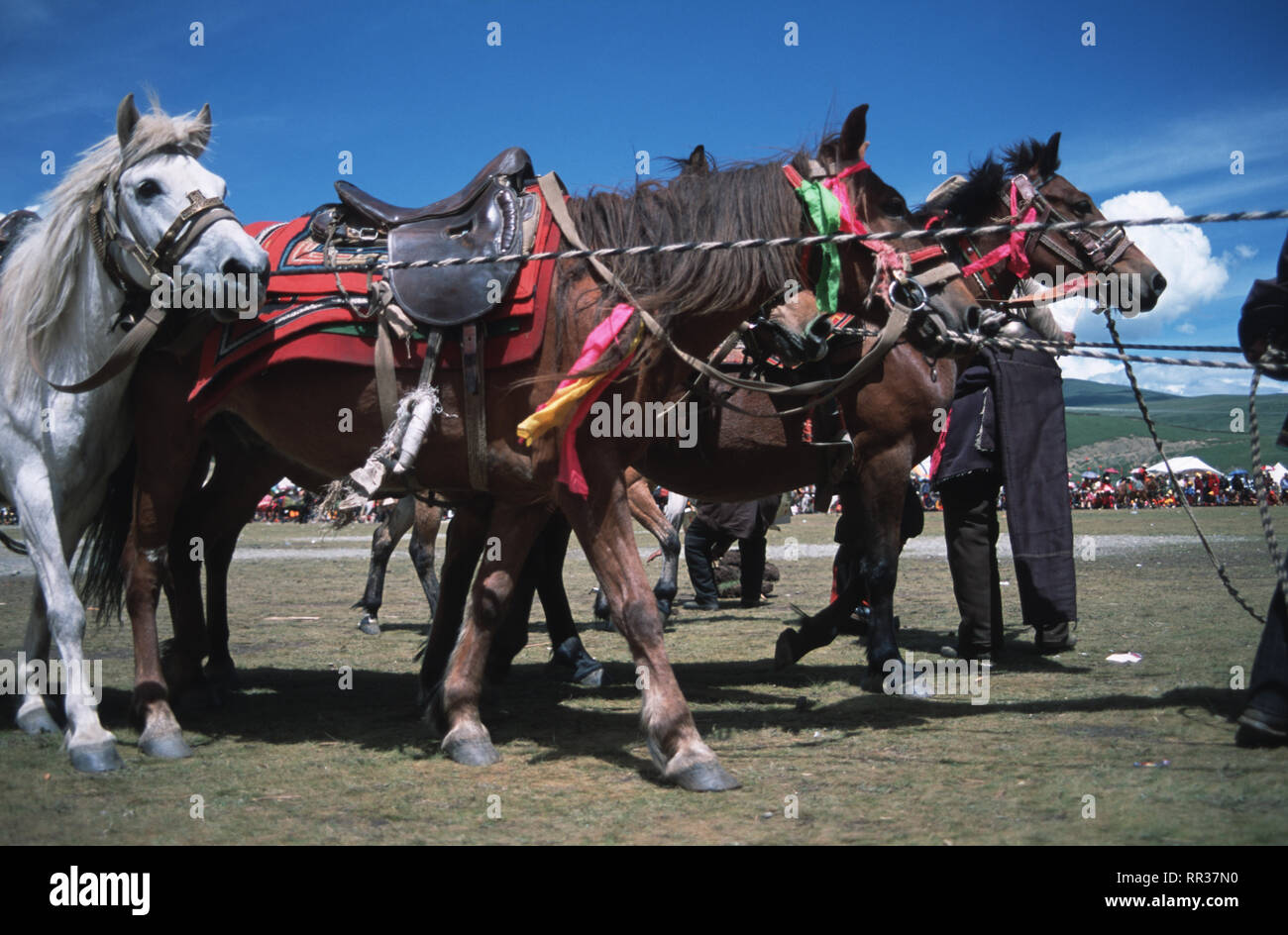 Didascalia: Litang, Sichuan, in Cina - Ago 2003. Khampa cavalli all'Horse Racing Festival in Litang, ex regno tibetana di Kham. Si tengono una volta all'anno Foto Stock