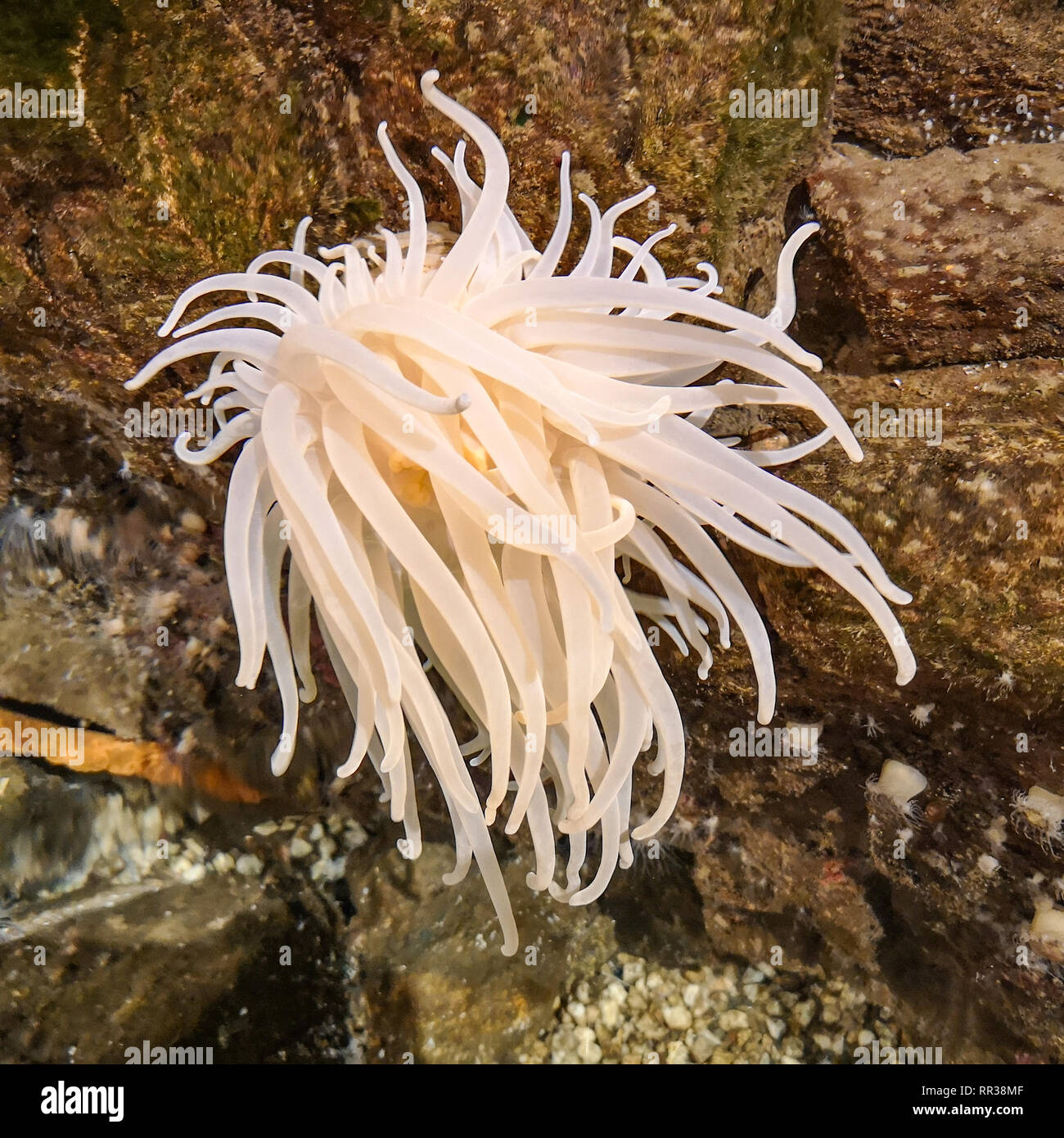 Actiniaria, acqua salata anemone, muovendo con la corrente sotto l'acqua Foto Stock