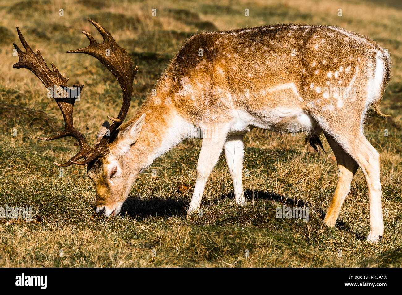 Daini stag alimentare a Knole Park, Kent, Regno Unito Foto Stock