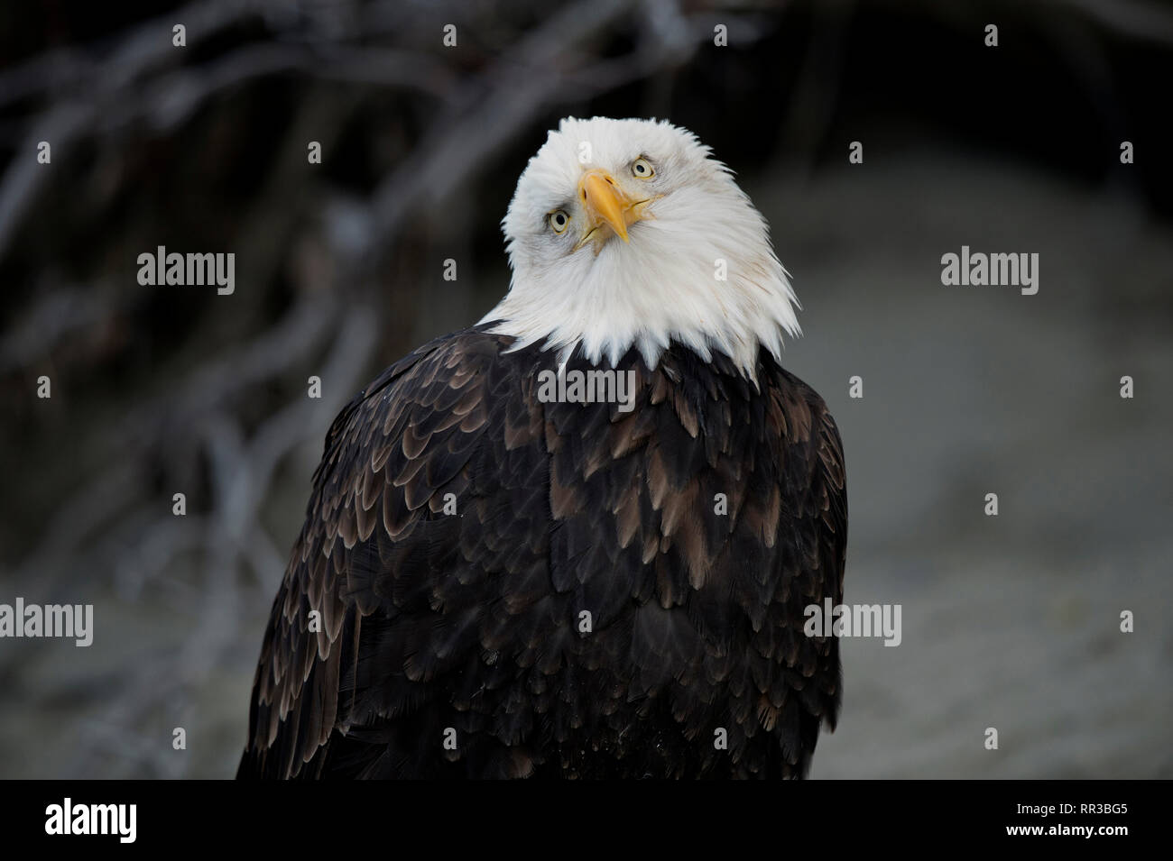 Adulto aquila calva (Haliaeetus leucocephalus) appollaiato su un ramo di albero in Alaska Chilkat aquila calva preservare vicino Haines Alaska Foto Stock