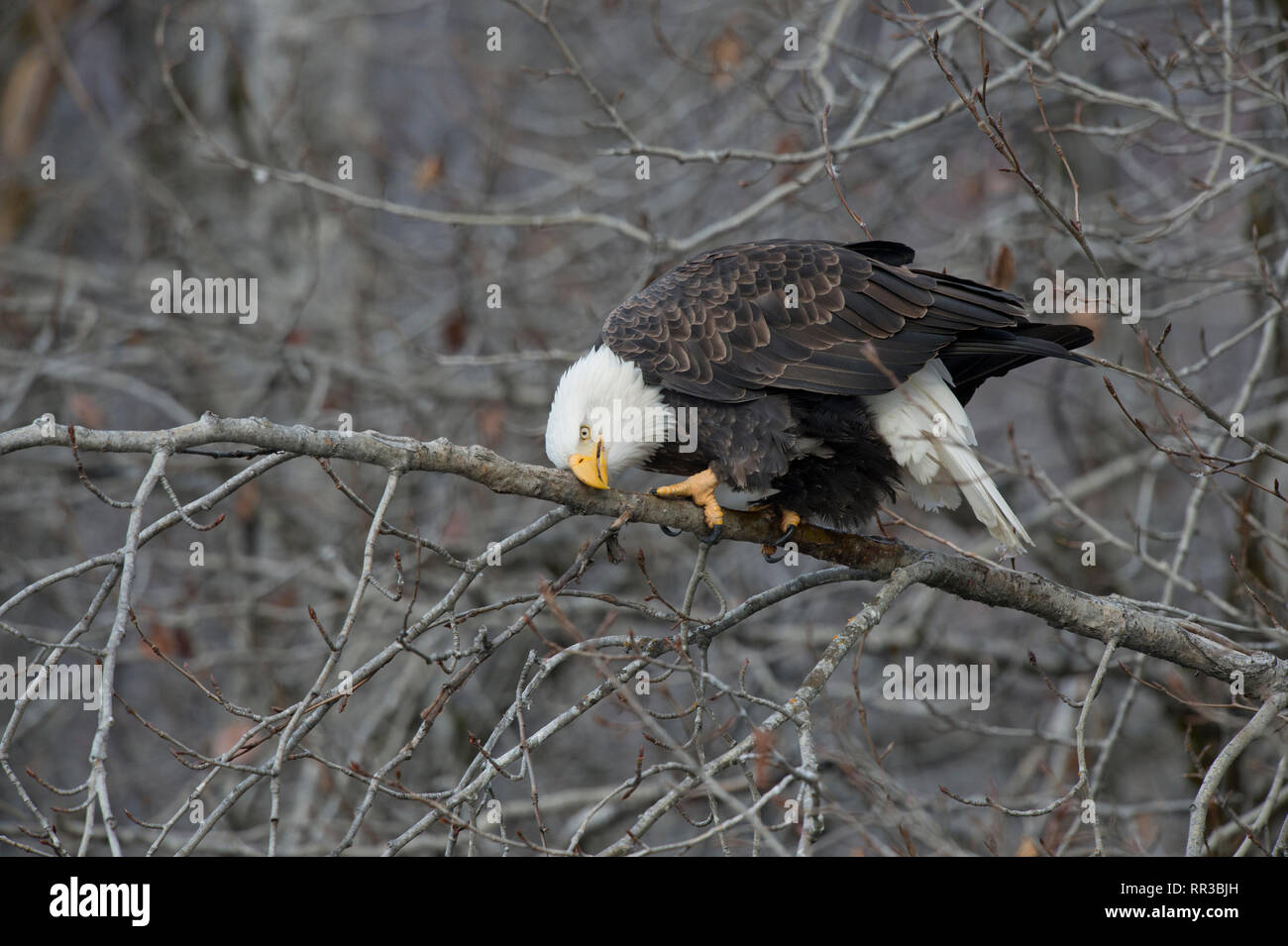 Adulto aquila calva (Haliaeetus leucocephalus) di pulizia del suo becco su un ramo in Alaska Chilkat aquila calva preservare vicino Haines Alaska Foto Stock