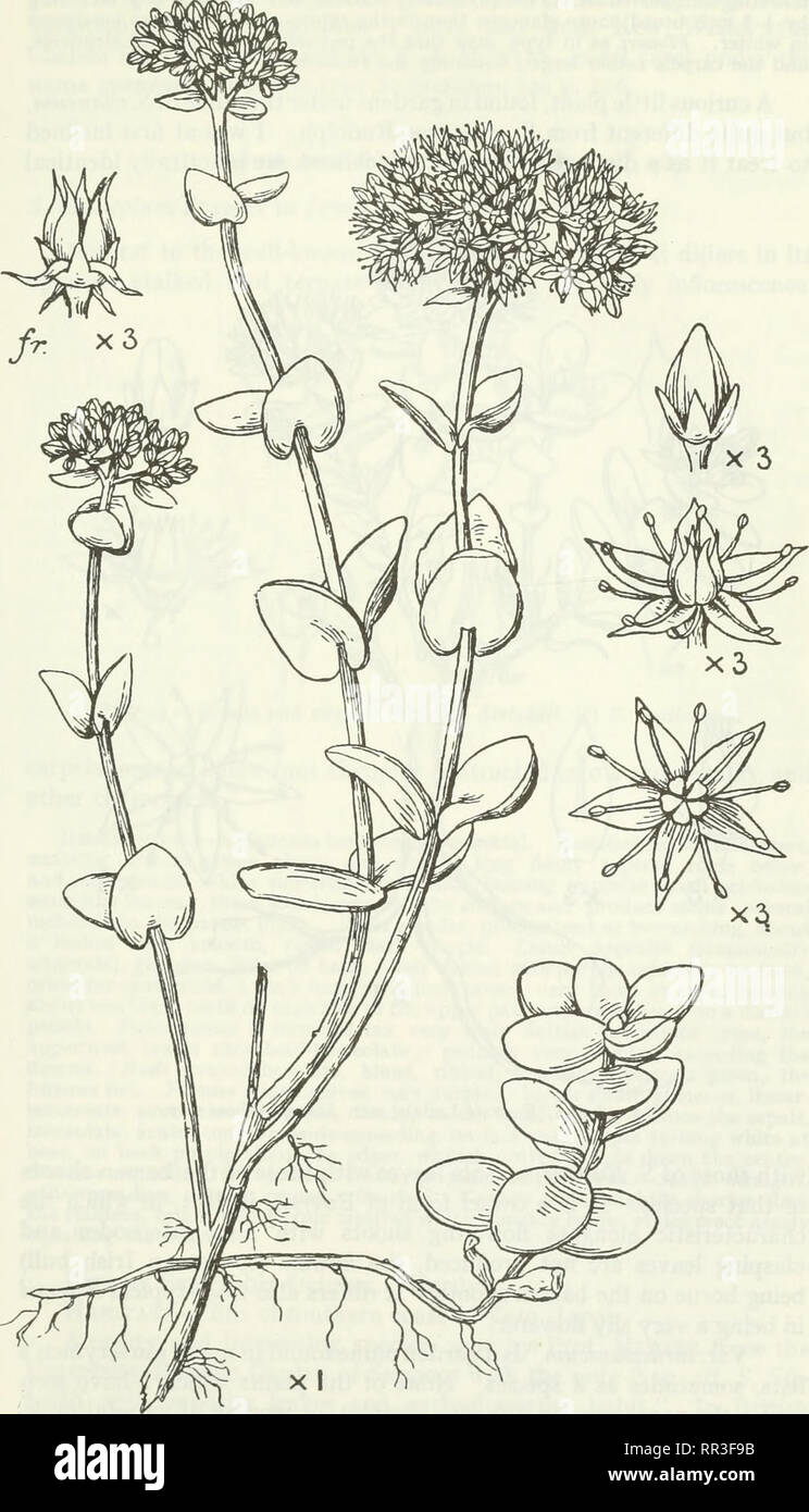 . Un account del genere Sedum come riscontrato nella coltivazione. Sedum; Piante succulente | Dicotiledoni. Conto del genere SEDUM come riscontrato nella coltivazione. 97. VOL. XLVI. Fig. 45.-S. Ewersii Ledeb.. Si prega di notare che queste immagini vengono estratte dalla pagina sottoposta a scansione di immagini che possono essere state migliorate digitalmente per la leggibilità - Colorazione e aspetto di queste illustrazioni potrebbero non perfettamente assomigliano al lavoro originale. Praeger, R. Lloyd (Robert Lloyd), 1865-1953. Lehre [Ger. ] J. Cramer; New York, Stechert-Hafner Servizio di agenzia Foto Stock