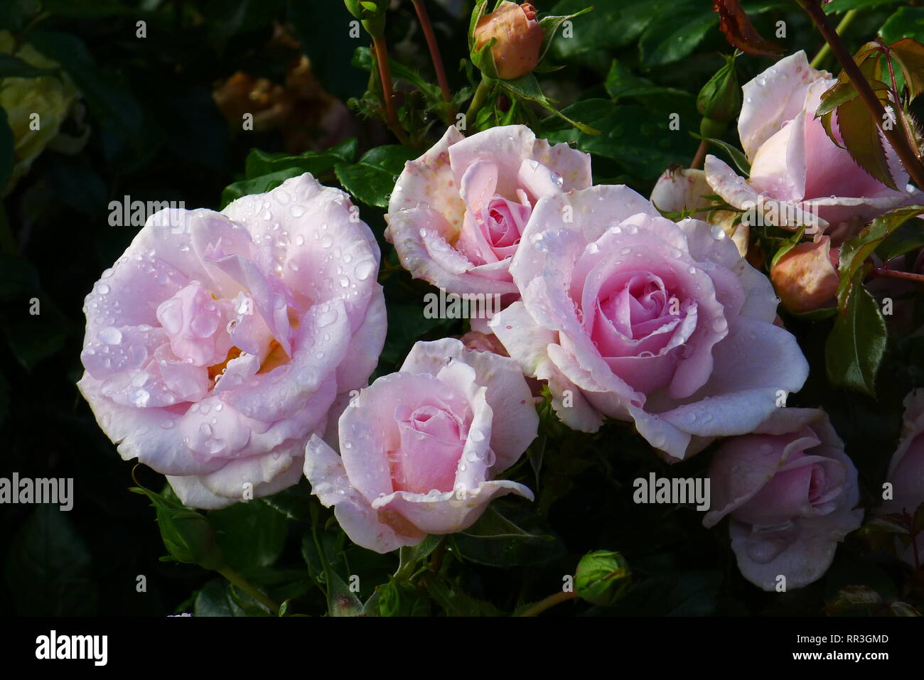 Rosa pallido rosa bush, le rose rosa, wet rosa rosa, baby pink, pallido rosa rosa fiore, natura, concetto di bellezza, profumati fiori, profumo, bello, l'amore Foto Stock