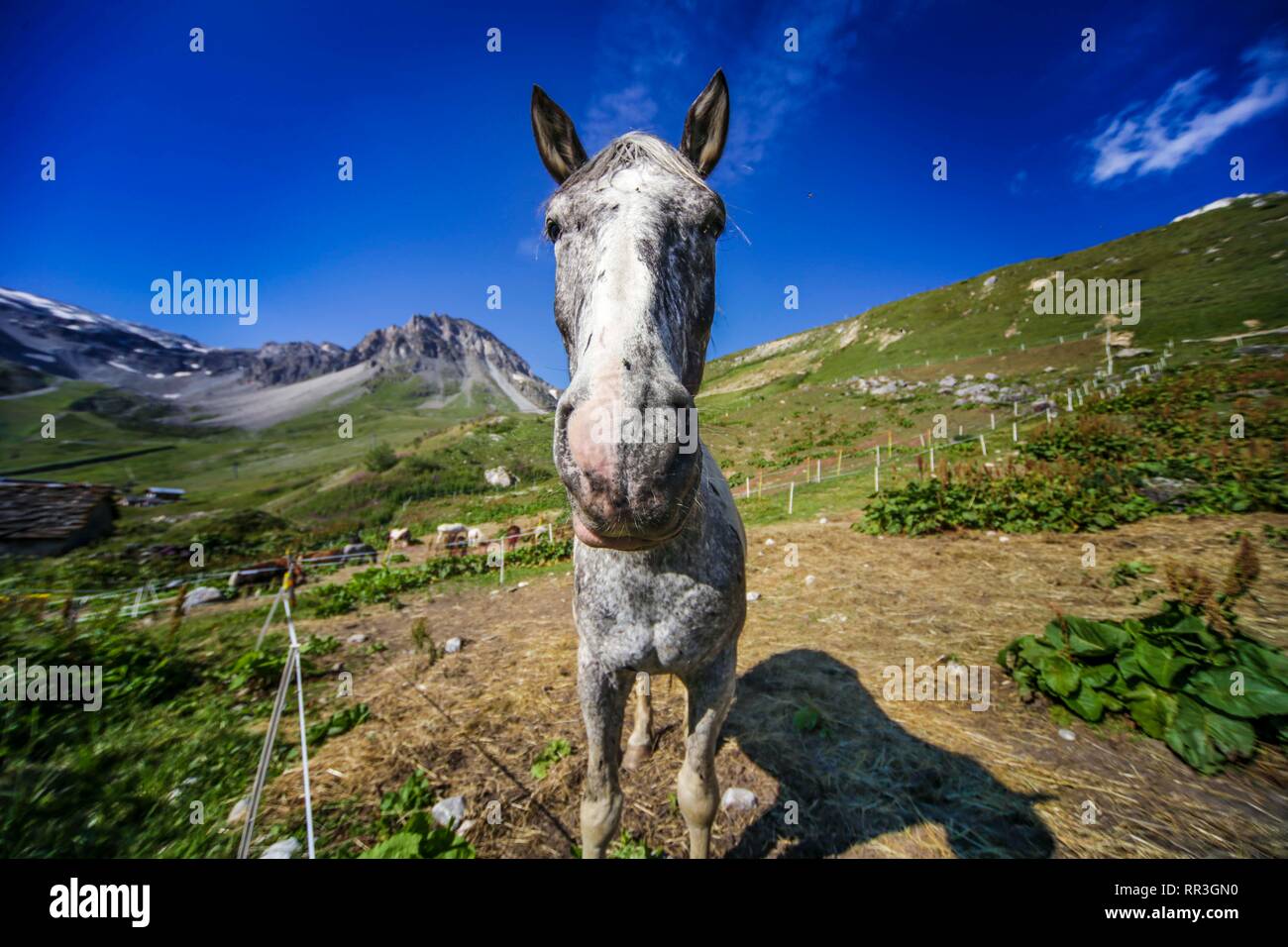 Colline punteggiano cavallo grigio nelle Alpi francesi. Foto Stock