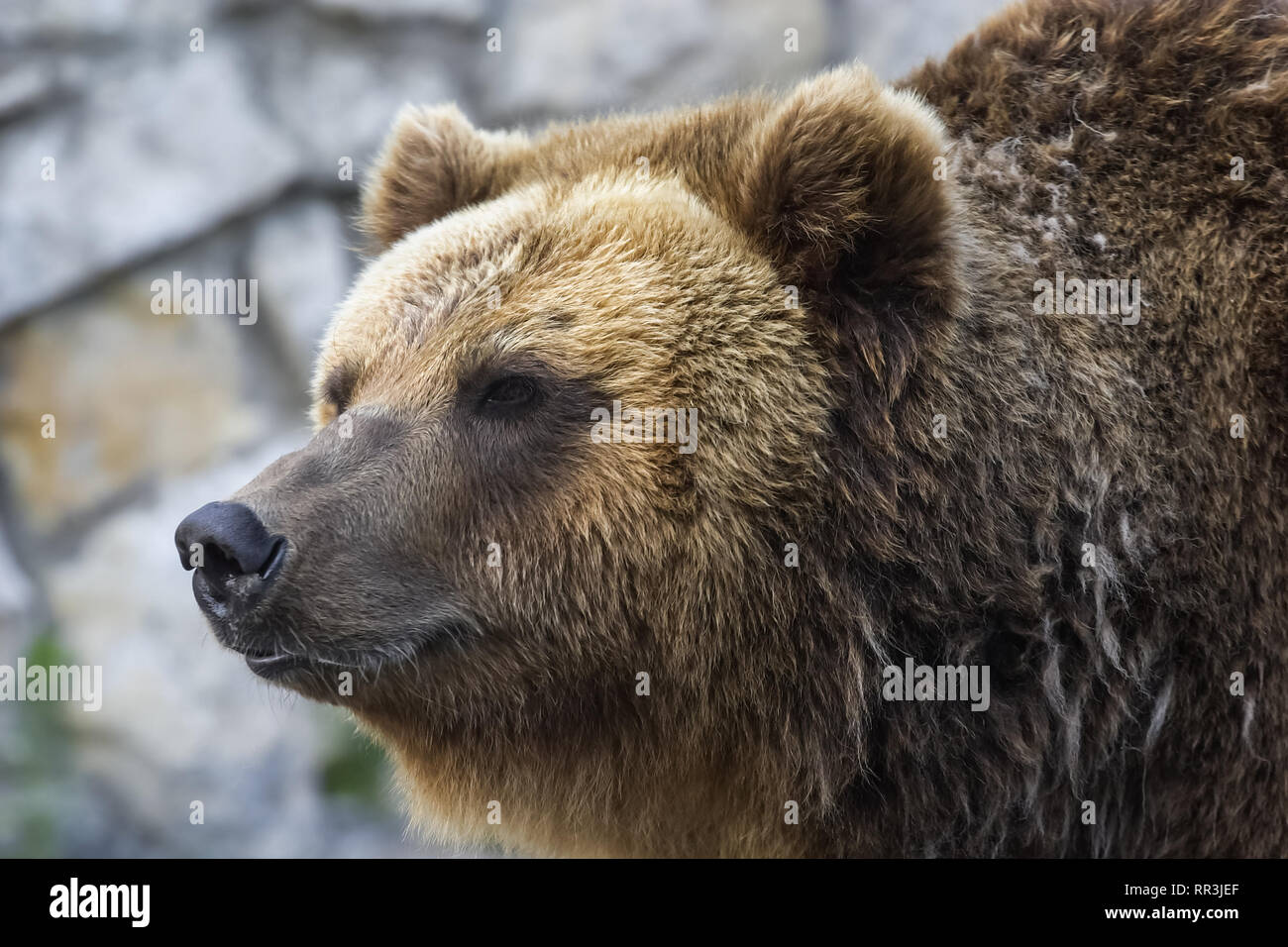 Orso grizzly vicino. L'orso bruno è un formidabile predatore della taiga. Foto Stock