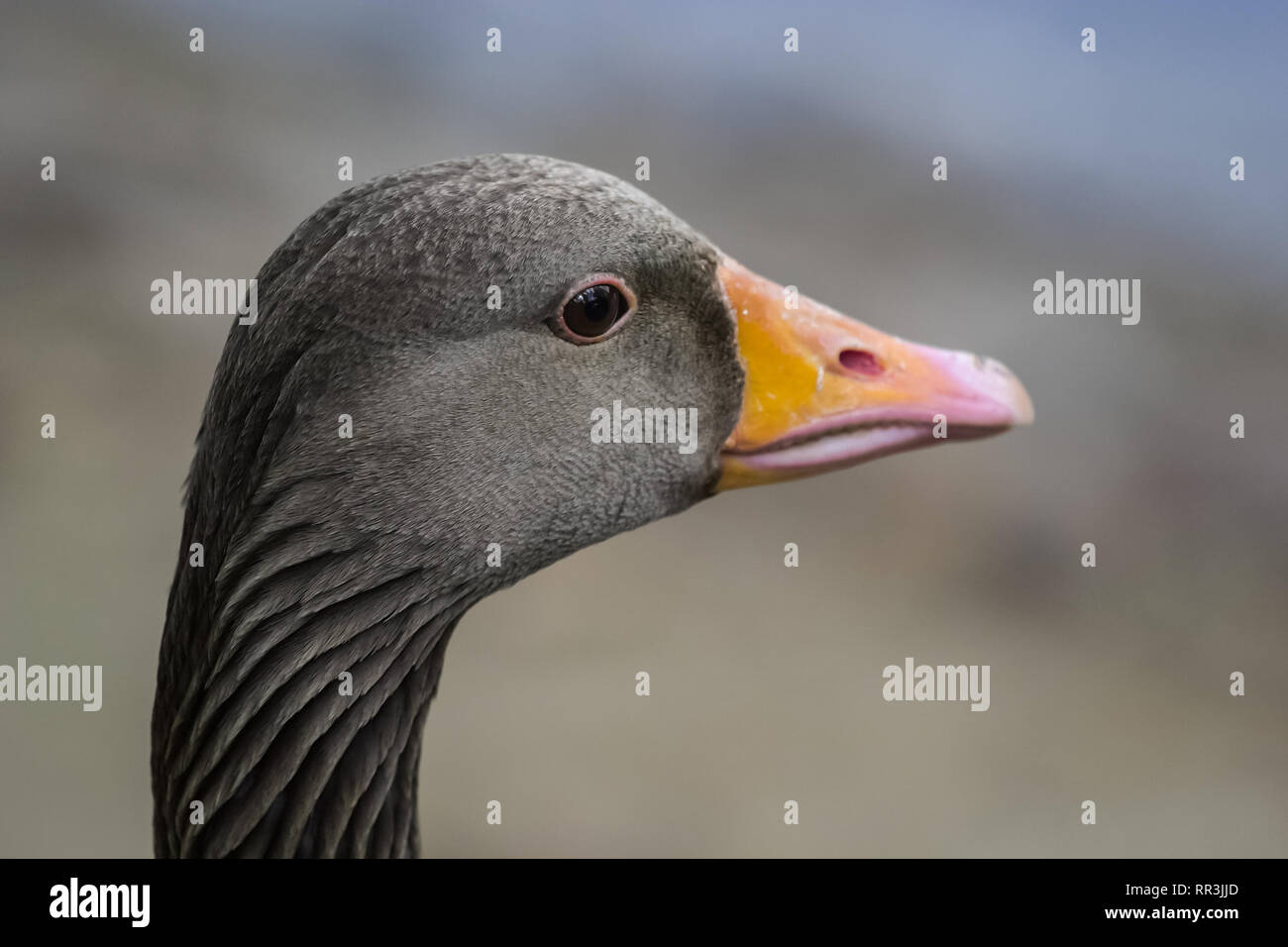 Testa di un Grey Goose. Goose chiudere fino a capo di un Grey Goose. Goose close up Foto Stock