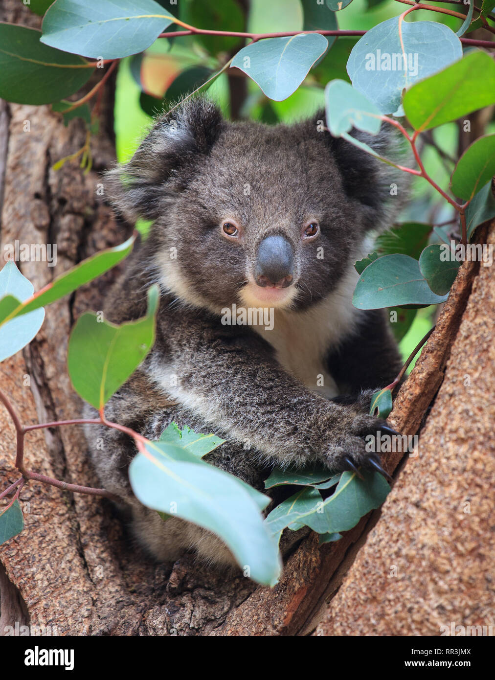 Ritratto piccolo grazioso Australian Koala Bear seduto in un albero di eucalipto e guardando con curiosità. Kangaroo Island. Foto Stock