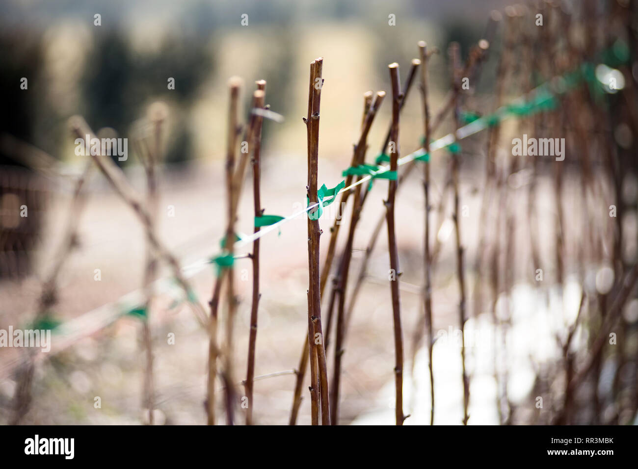 Canne di lampone coltivazione in inverno all'aperto su una fattoria o nel giardino in una vista ravvicinata Foto Stock