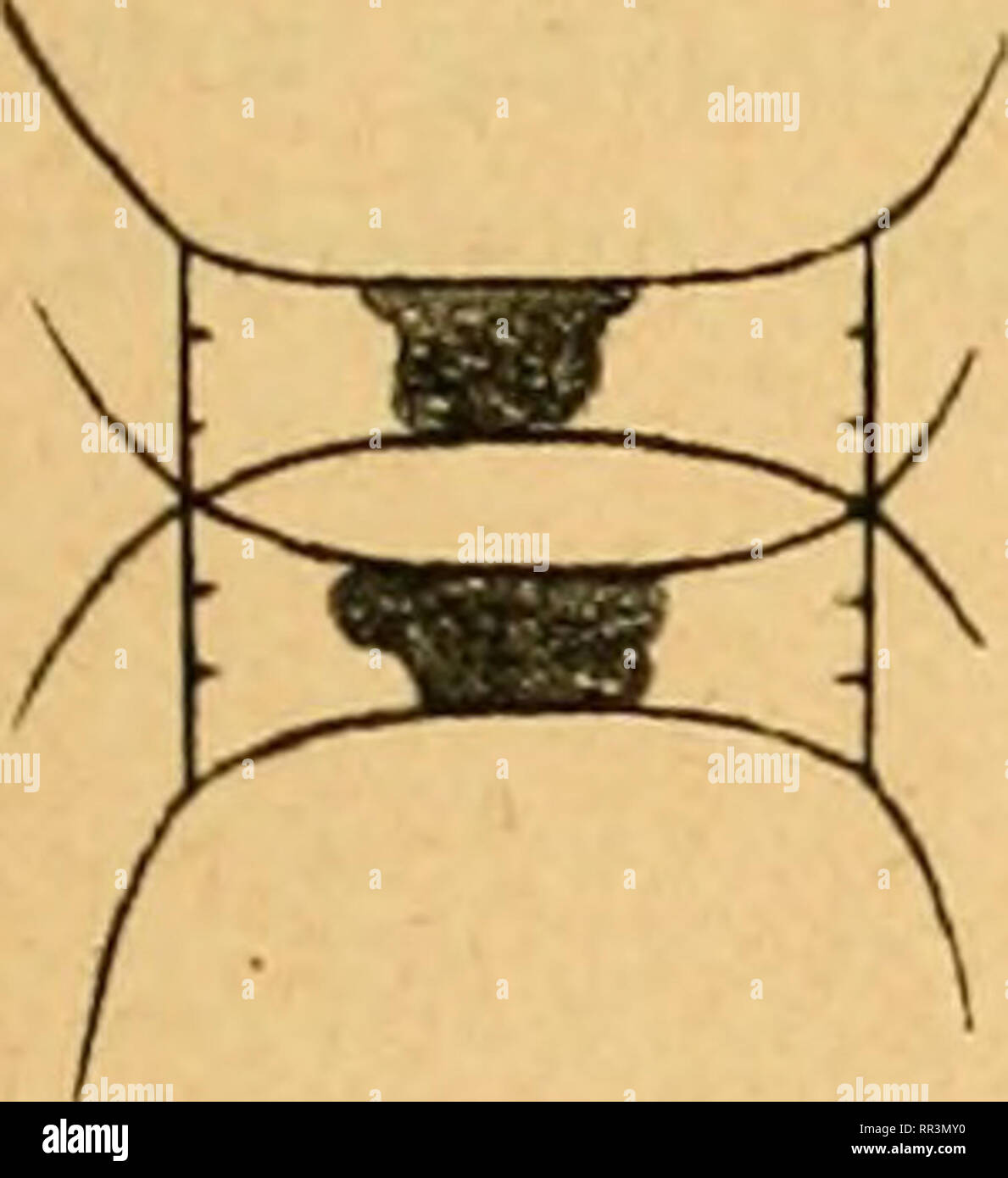 . Acta Societatis Scientiarum Fennicae. La scienza. Microplankton dalle acque finlandese durante il mese di maggio 1912. 7 Questo diatomee non è specificato nelle tabelle, essendo solo distinguibile dalle altre Chaetoceras-spore su un esame più ravvicinato e maggiori poteri di ingrandimento, rispetto a quelli usati durante il conteggio. Ma si può affermare con certezza che questa specie si è verificato in numero minimo confrontato con Chaetoceras Wighami, vvhich saranno trattate al di sotto. Il spécimens disegnati sono stati trovati alla stazione F 23 all'deptlis di 0 e 10 mètres. Non è notato da altre stazioni, ma la possibilità Foto Stock