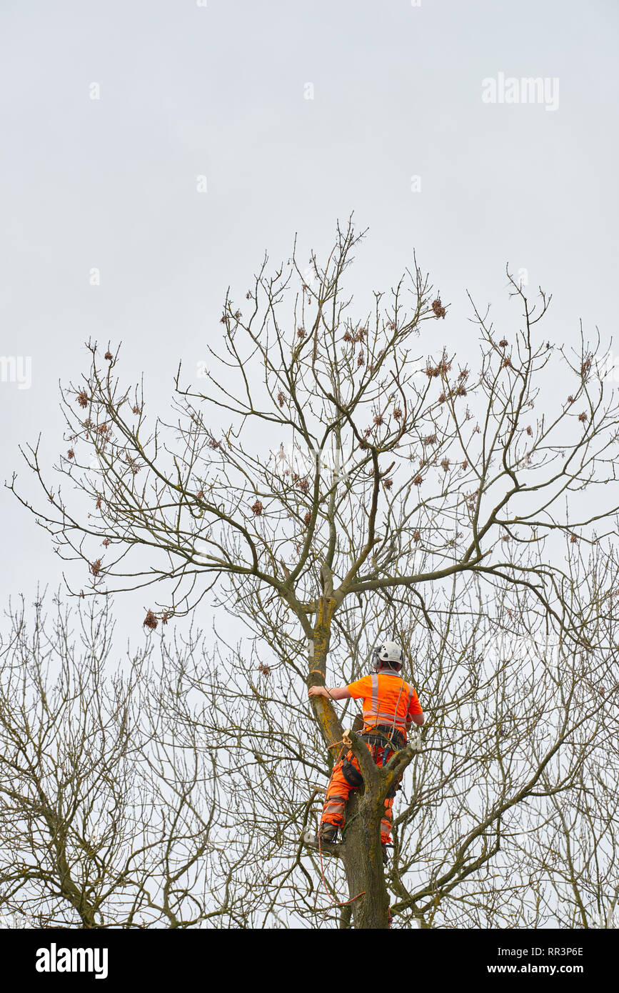 Abbattimento degli alberi il funzionamento su una giornata invernale presso il locale riserva naturale con il chirurgo ad albero in alto un albero Foto Stock