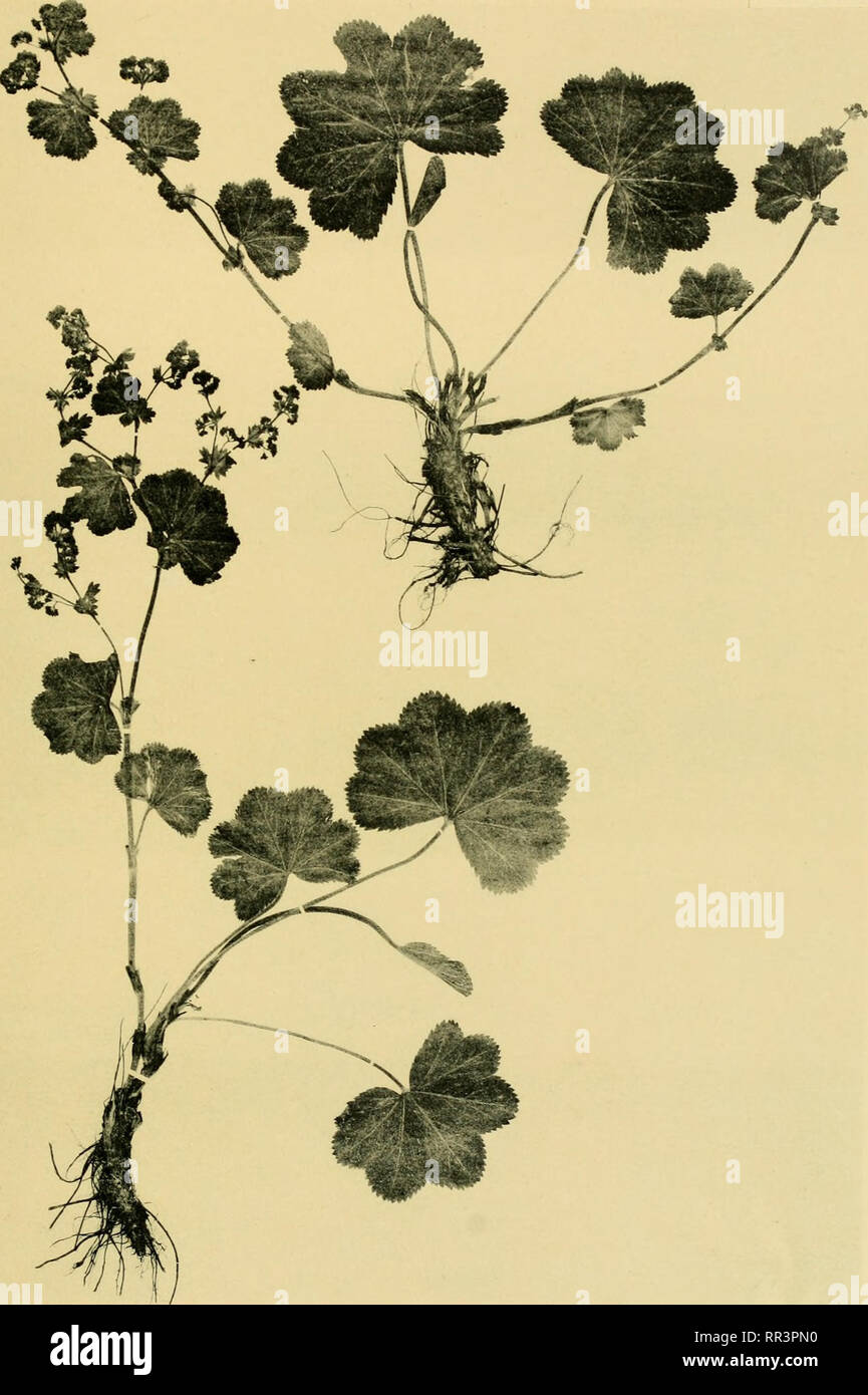 . Acta Societatis Scientiarum Fennicae. La scienza. Harald Lindberf^, Alchemilla-Pormen. Acta Soc. Sc. Fenn. T. XXXVII, N:o 10. Tafel 12. Alchemilla ])ratensis Schmidt. Si prega di notare che queste immagini vengono estratte dalla pagina sottoposta a scansione di immagini che possono essere state migliorate digitalmente per la leggibilità - Colorazione e aspetto di queste illustrazioni potrebbero non perfettamente assomigliano al lavoro originale. La Suomen Tiedeseura. Helsingfors : [Suomen Tiedeseura] Foto Stock