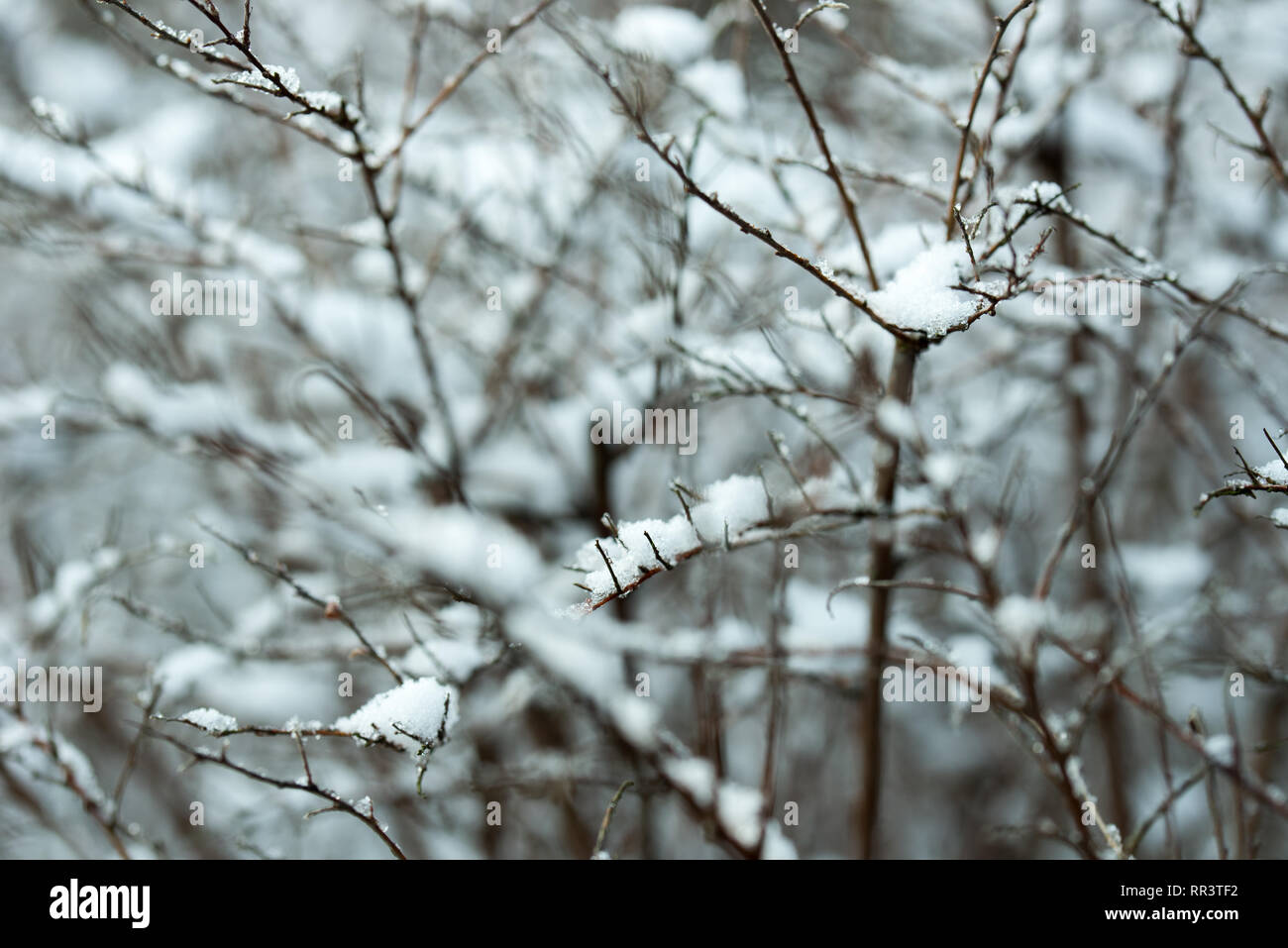 Ramoscelli con neve closeup Foto Stock