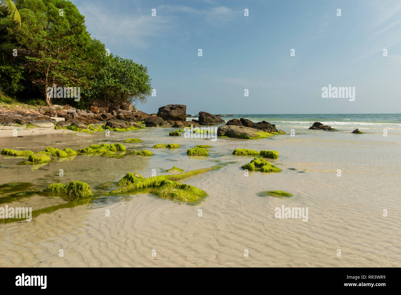 La spiaggia sassosa con pietre ricoperto con verde algea, acqua cristallina in primo piano e la foresta e un cielo blu e orizzonte in background, immagine da Foto Stock