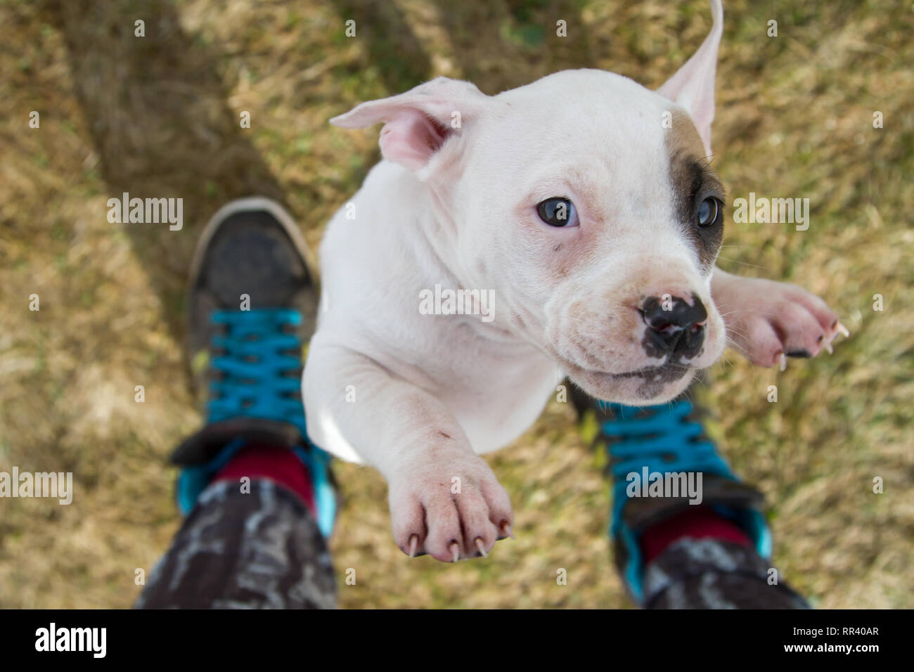 Cucciolo Bulldog bianco con occhiello che salta al proprietario Foto Stock