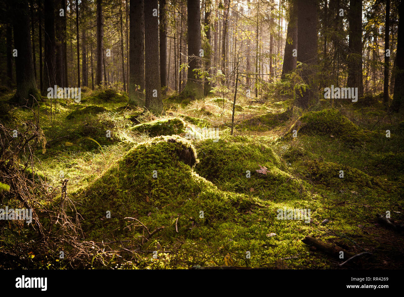 Moss sottobosco nella foresta di conifere Foto Stock