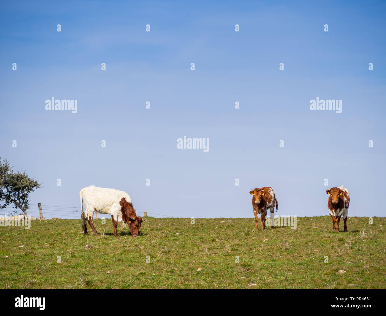 Una mandria di Berrenda en colorado allevare mucche al pascolo nel prato a Salamanca (Spagna). Ecologico di ampio concetto di bestiame. Foto Stock