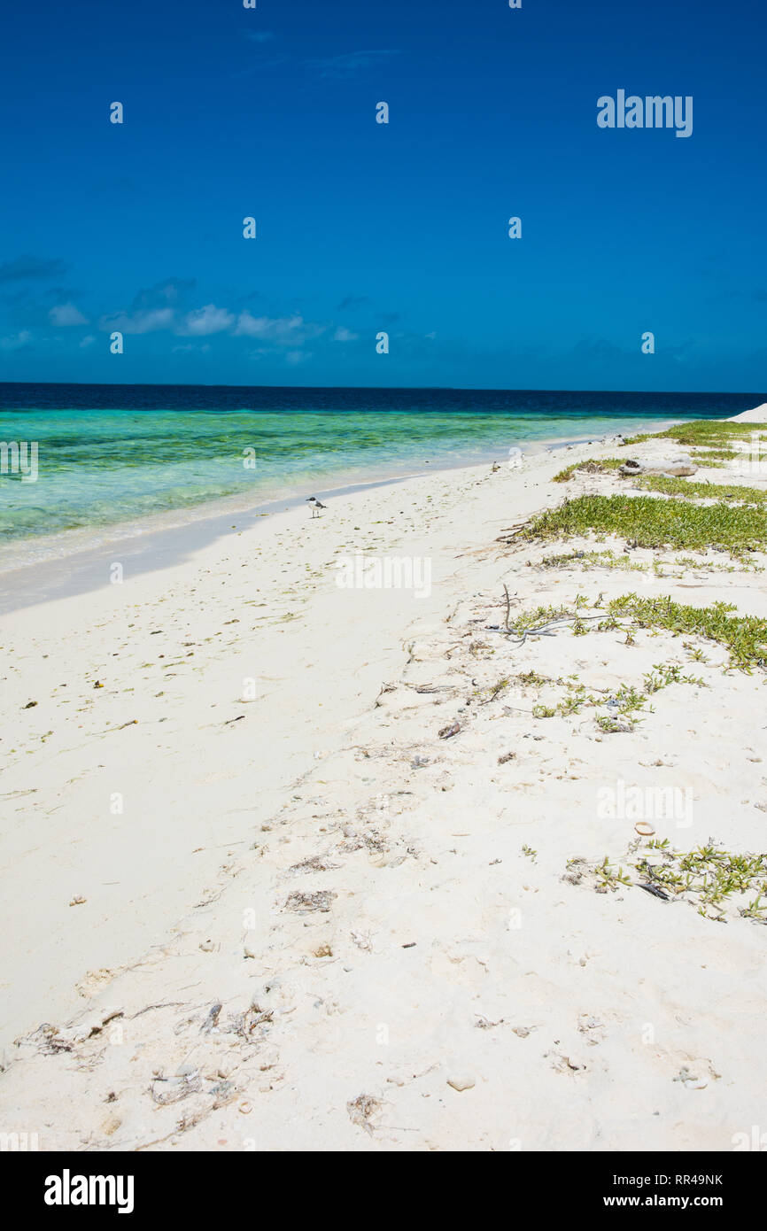 Sabbia bianca e acque turchesi nell'isola caraibica Los Roques Venezuela. Immacolato relax Shore vista paesaggio Foto Stock
