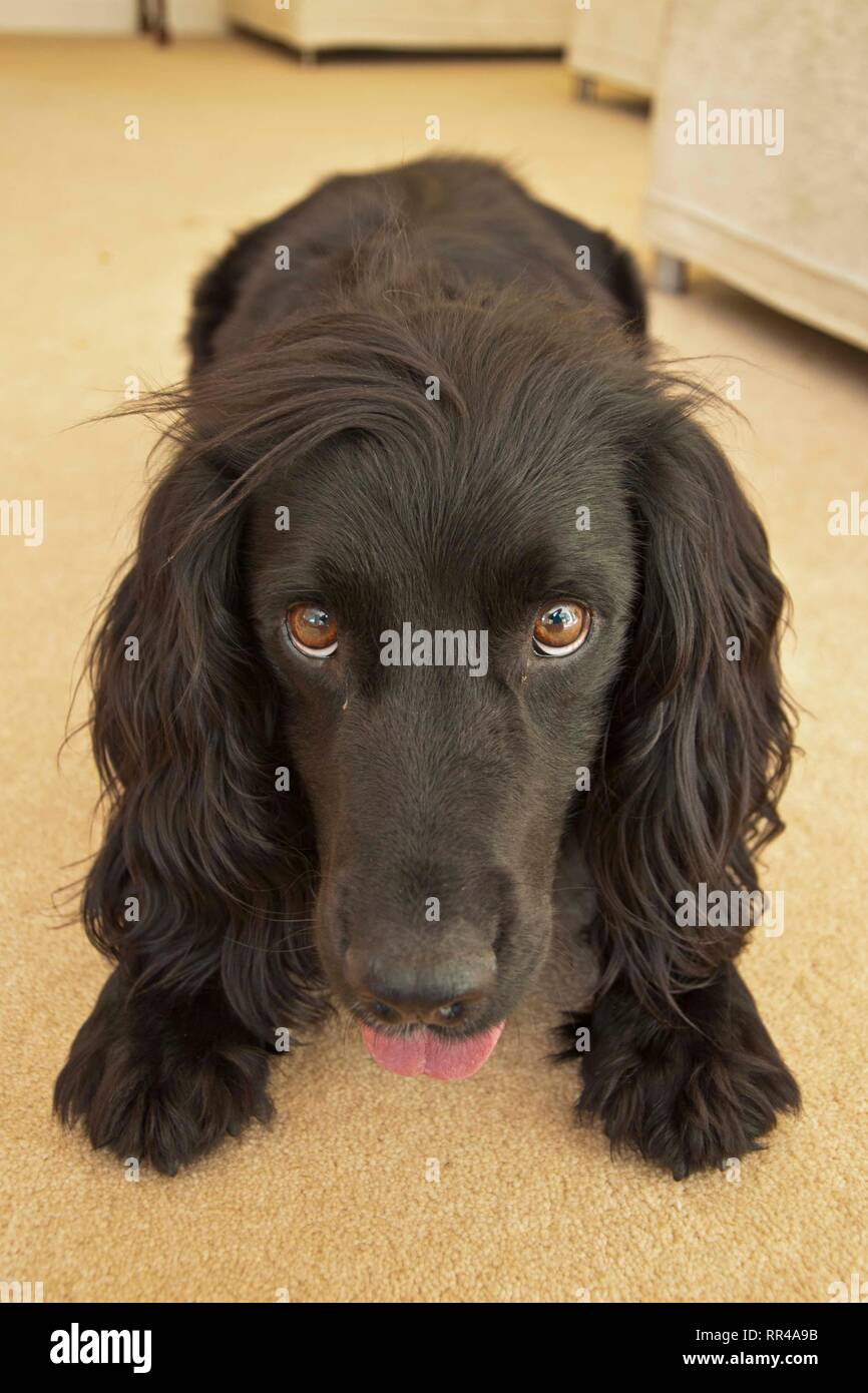 Lavoro Inglese Cocker Spaniel giocoso ritratto. Surrey, Regno Unito. Foto Stock