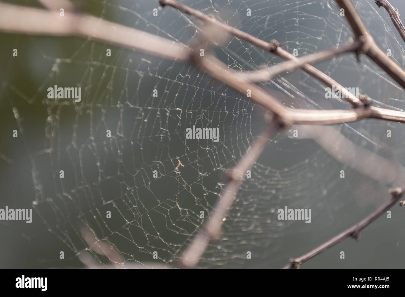 Spider Web sul ramo di albero Foto Stock