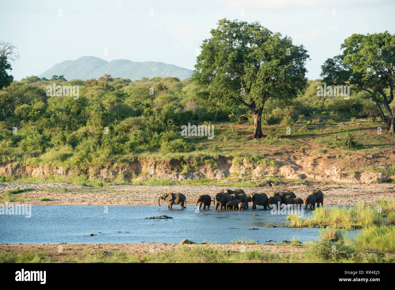 Gli elefanti di bere al Fiume Sabie, Loxodonta africana, Kruger National Park, Sud Africa Foto Stock