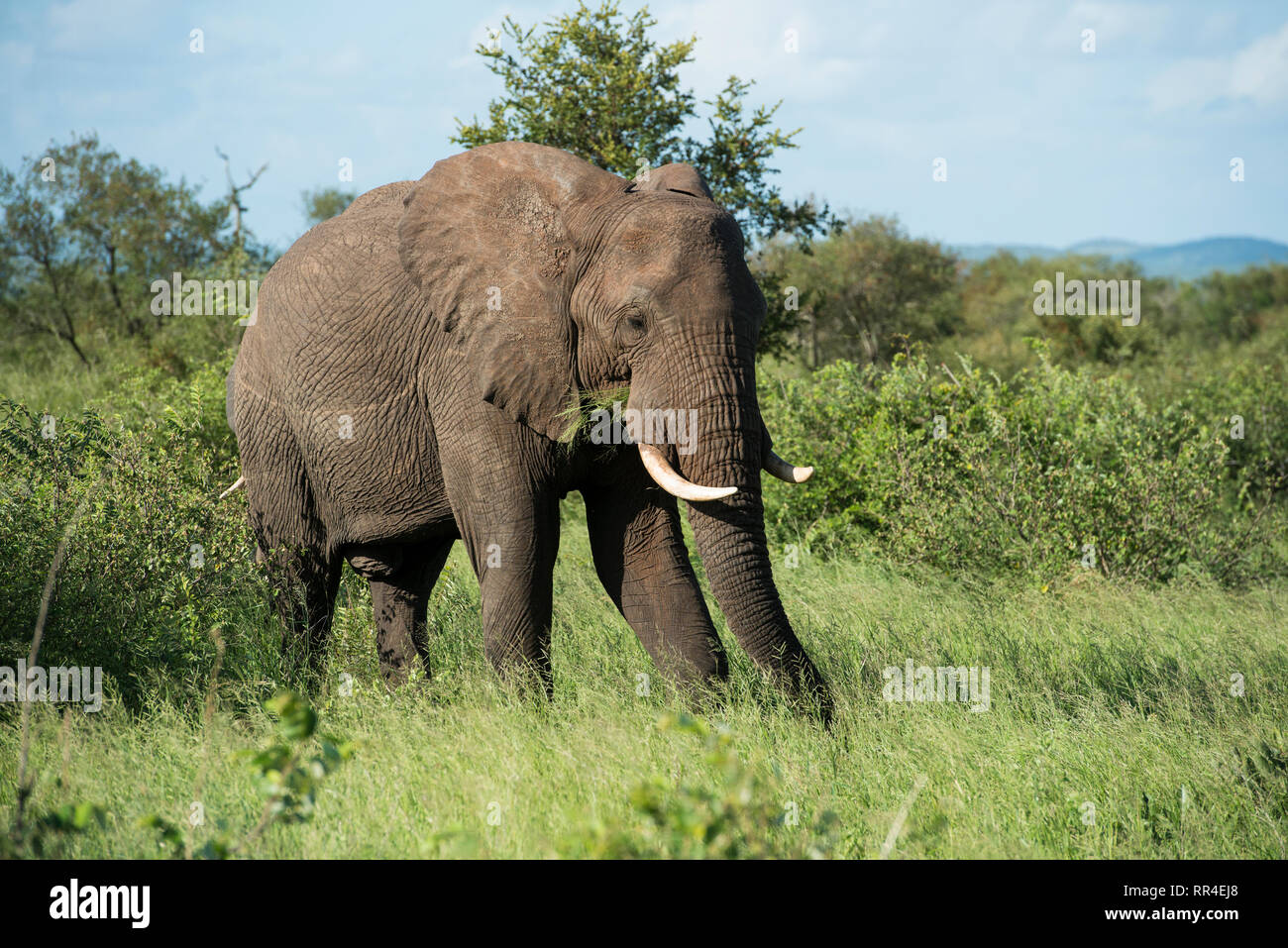 Elefante, Loxodonta africana, Kruger National Park, Sud Africa Foto Stock