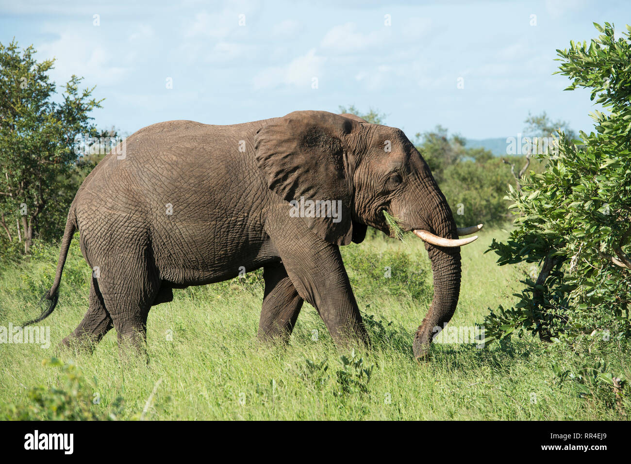 Elefante, Loxodonta africana, Kruger National Park, Sud Africa Foto Stock