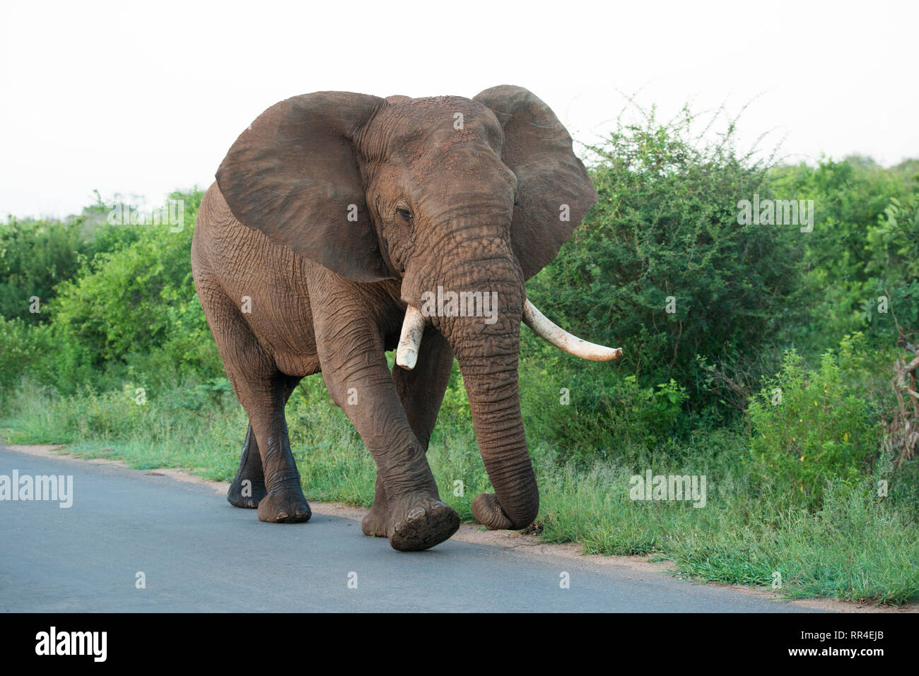 Elephant camminando sulla strada, Loxodonta africana, Kruger National Park, Sud Africa Foto Stock
