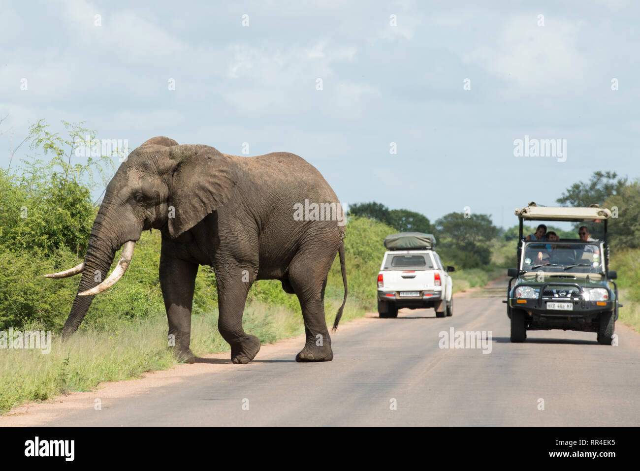 Veicolo turistico ed elefante sulla strada, Loxodonta africana, Kruger National Park, Sud Africa Foto Stock