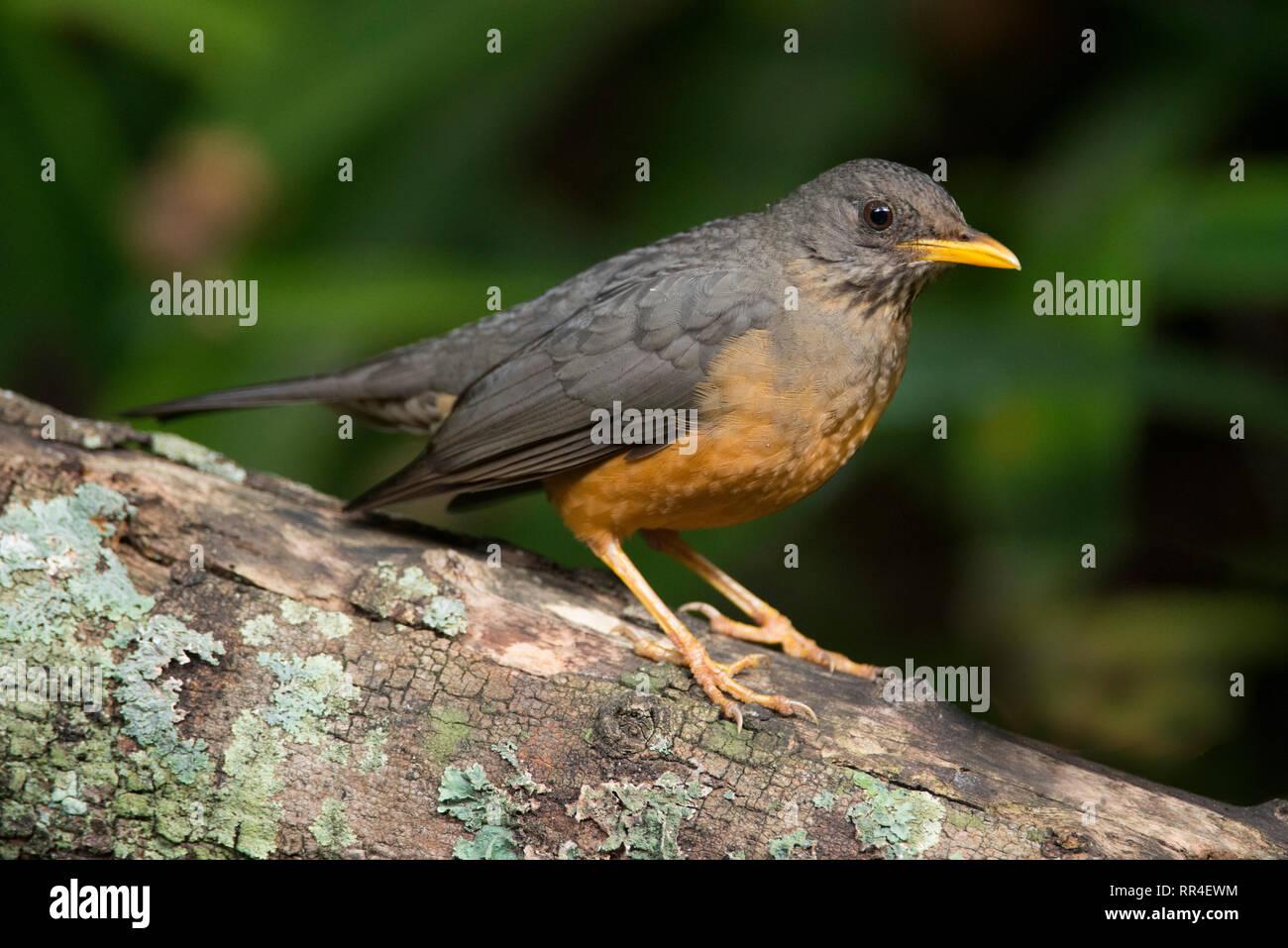 Tordo Oliva, Turdus olivaceus, deserto, Sud Africa Foto Stock