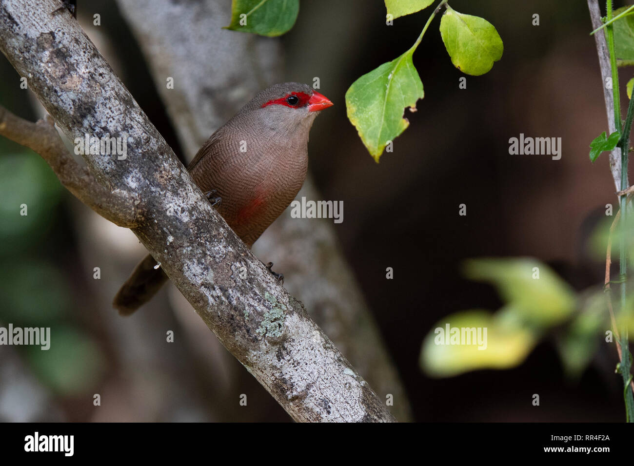Comune, waxbill Estrilda astrild, deserto, Sud Africa Foto Stock