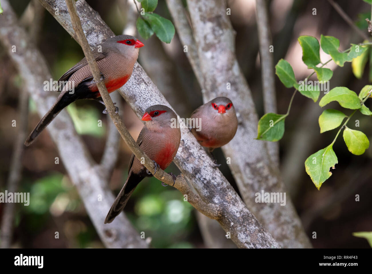Comune, waxbill Estrilda astrild, deserto, Sud Africa Foto Stock