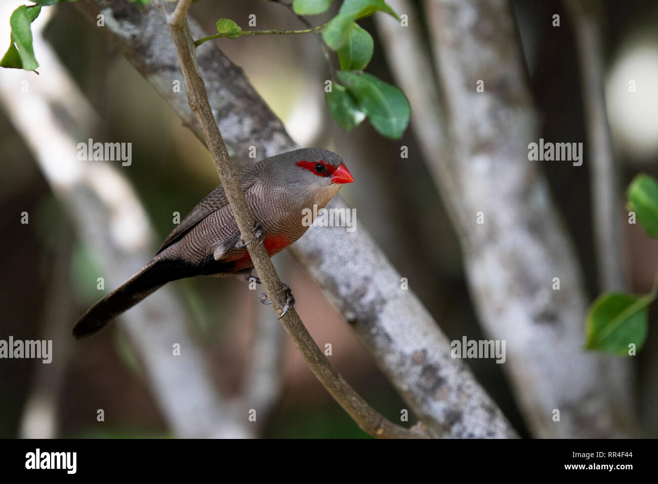 Comune, waxbill Estrilda astrild, deserto, Sud Africa Foto Stock