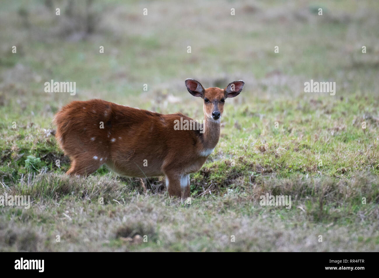 Bushbuck, Tragelaphus scriptus, Plettenberg Bay, Sud Africa Foto Stock