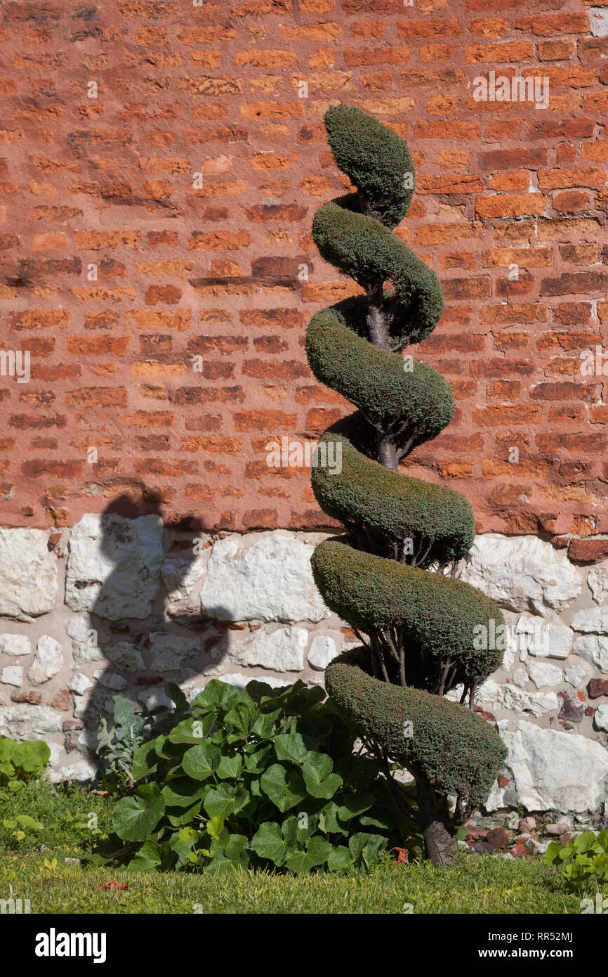 Topiaria da giardino, a forma di spirale tagliata arbusti contro la parete della chiesa dei Santi Pietro e Paolo a Cracovia in Polonia Foto Stock