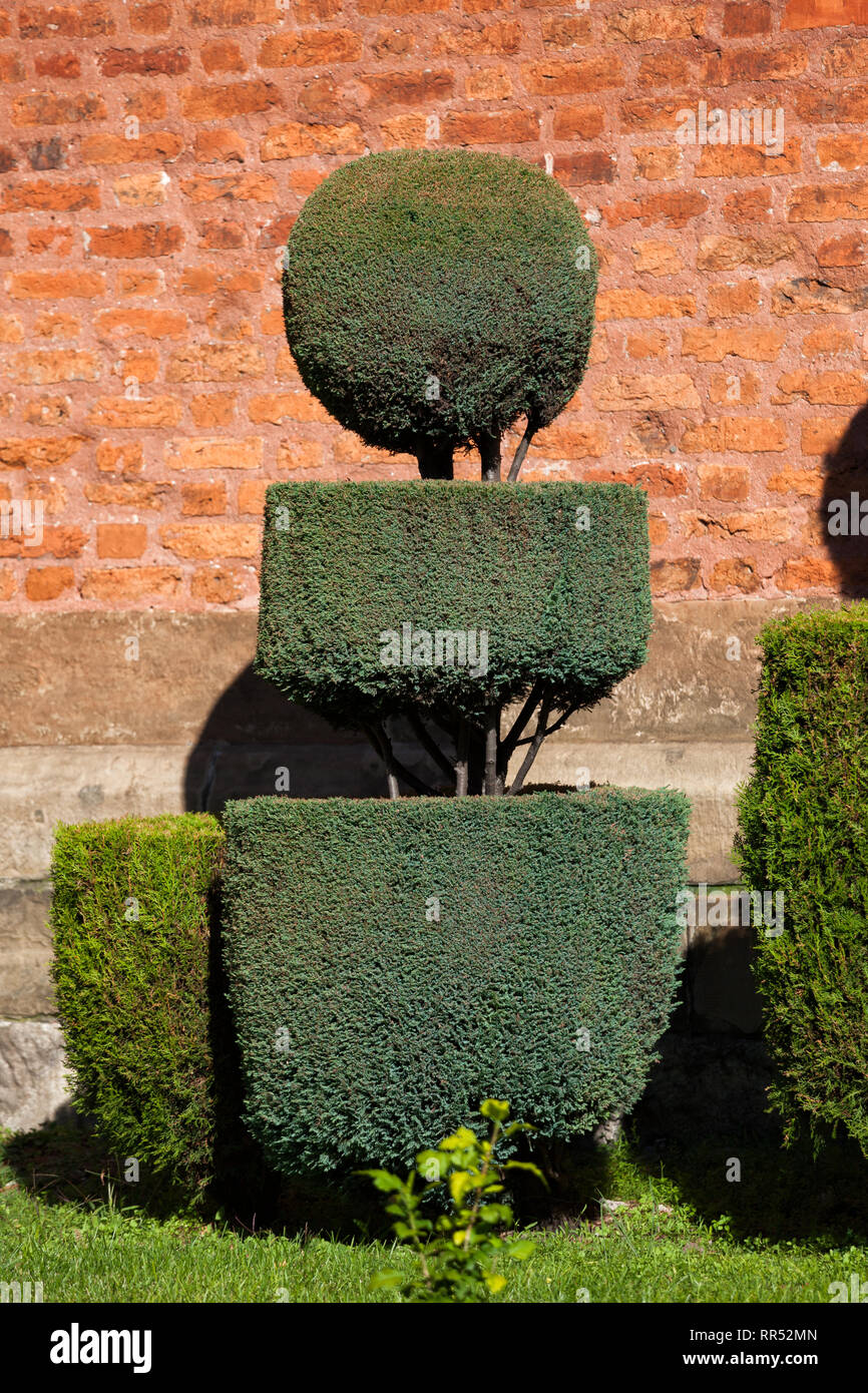 Topiaria da giardino, siepi tagliate presso la chiesa dei Santi Pietro e Paolo a Cracovia in Polonia Foto Stock