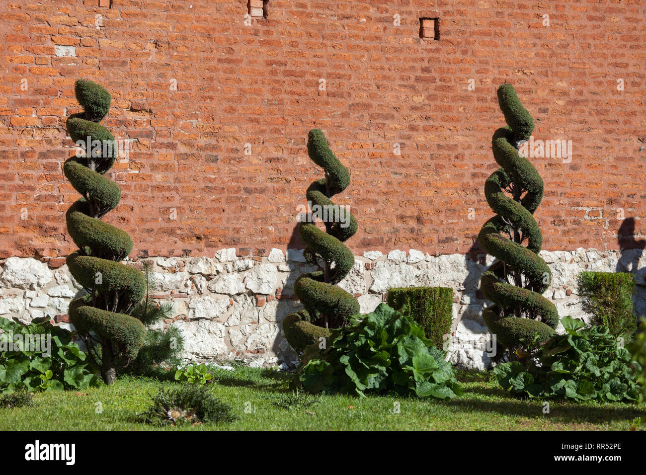 Topiaria da giardino, a forma di spirale tagliata arbusti contro la parete della chiesa dei Santi Pietro e Paolo a Cracovia in Polonia Foto Stock