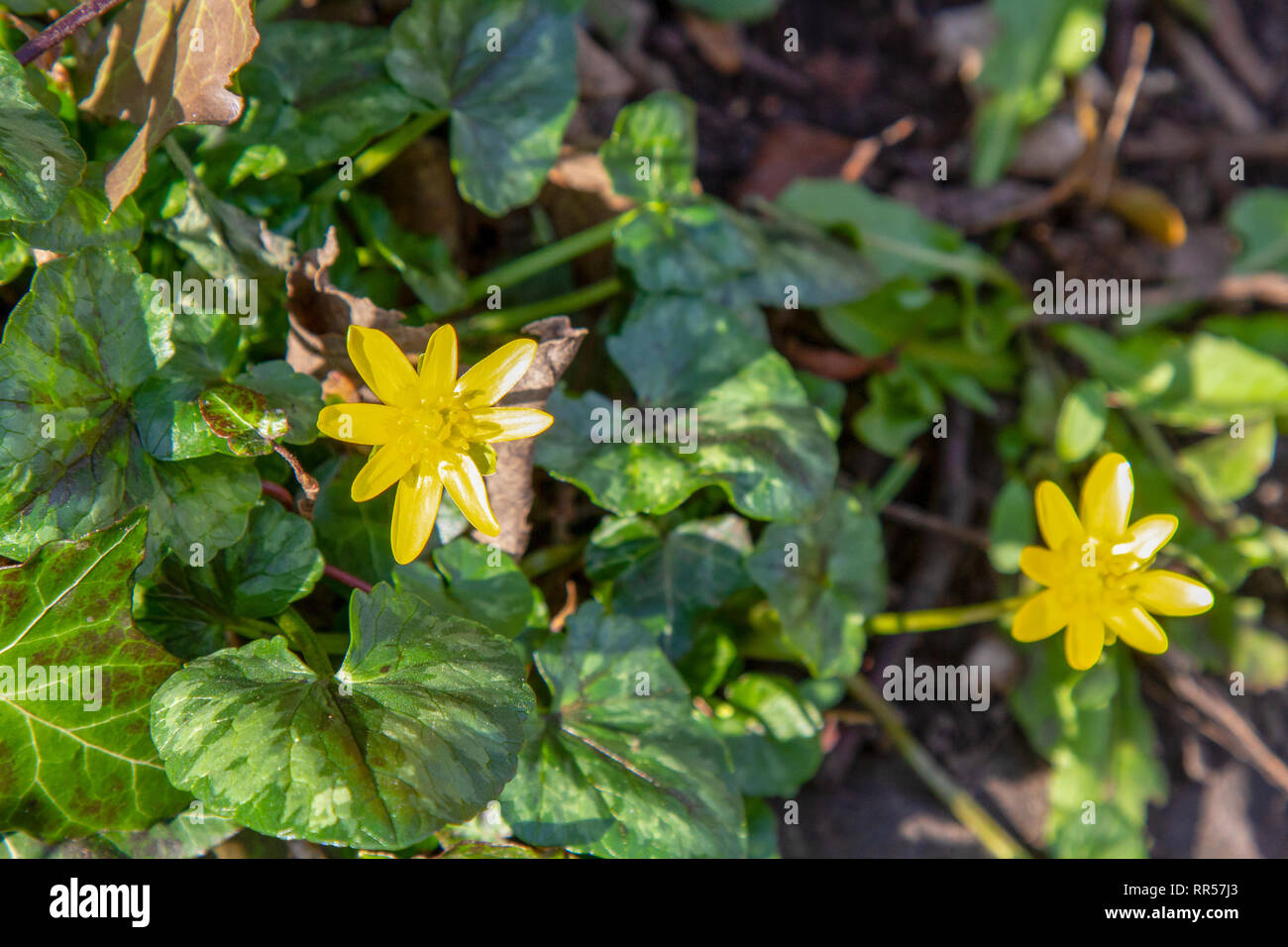 Lesser celandine in fiore in febbraio Foto Stock