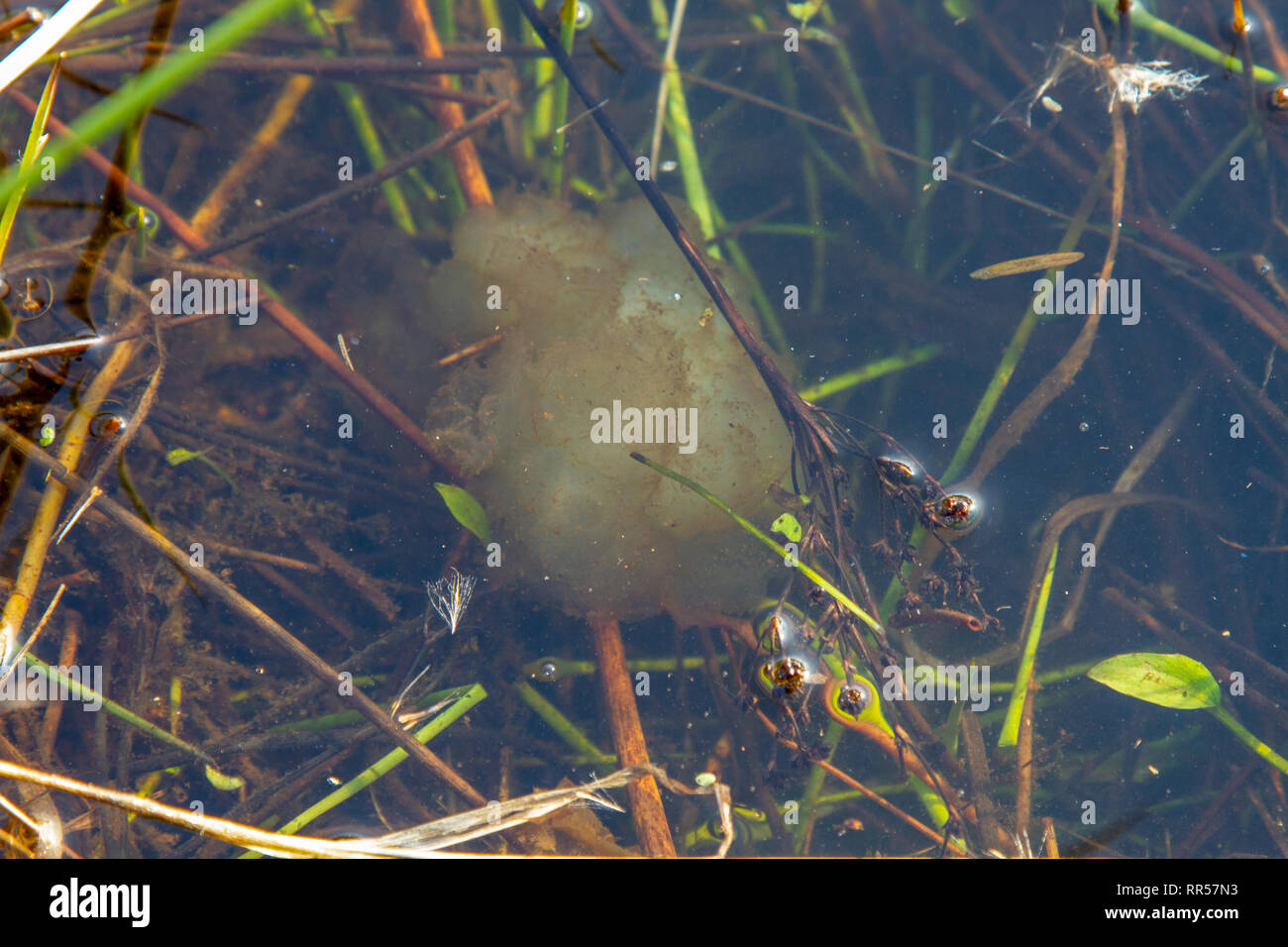 Inizio frog spawn in stagno nel tardo inverno Foto Stock