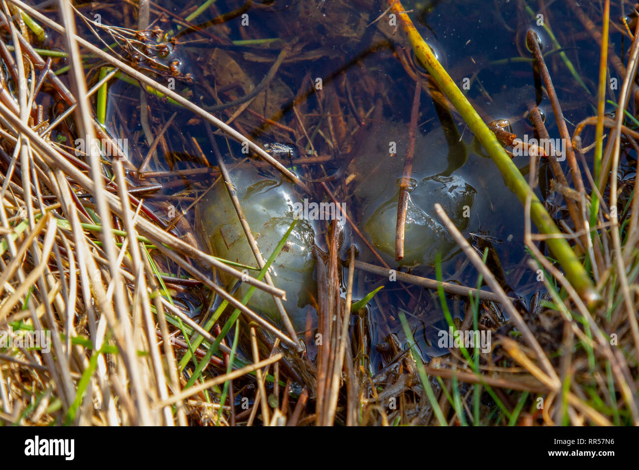 Inizio frog spawn in stagno nel tardo inverno Foto Stock