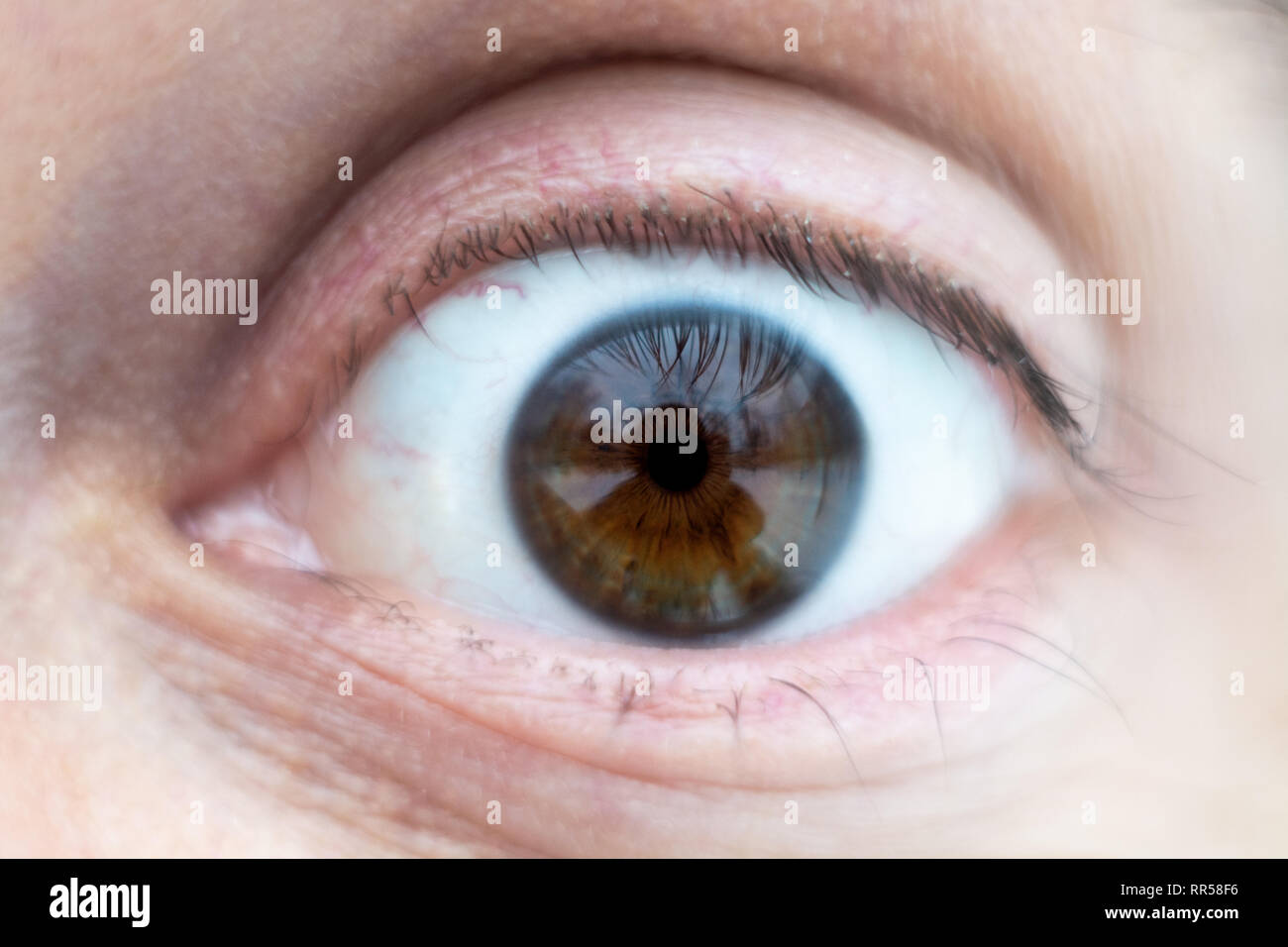 Close-up sul maschio marrone wide open occhio. Foto Stock
