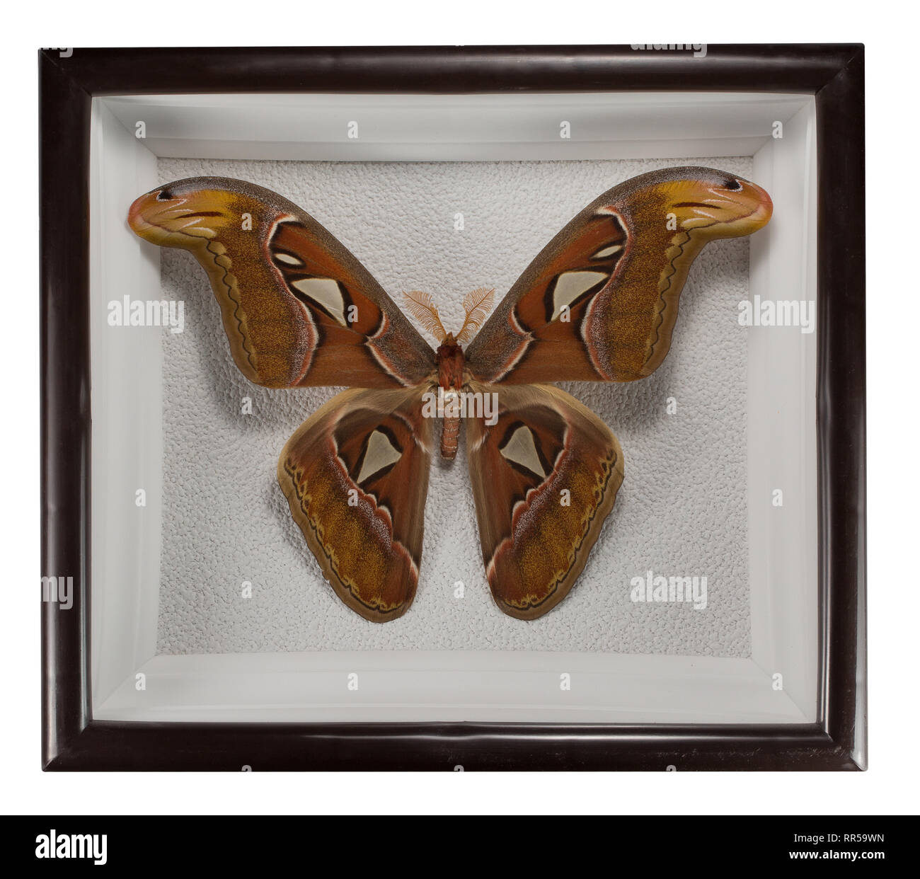 Farfalla Attacus atlas in frame isolati su sfondo bianco. Foto Stock