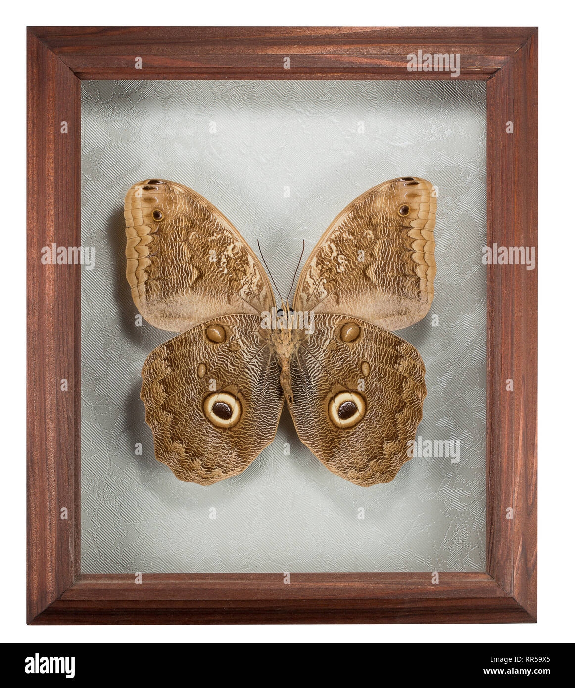 Farfalla Caligo in frame isolati su sfondo bianco. Foto Stock