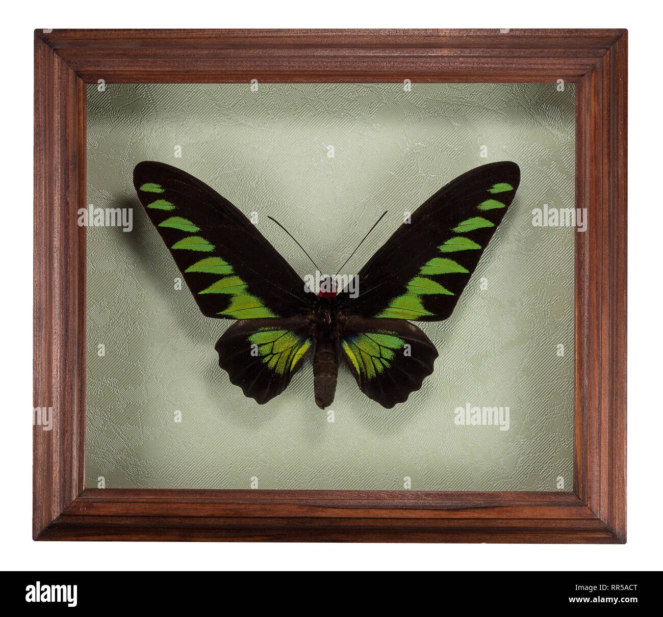 Butterfly Trogonoptera broockiana nel telaio isolato su sfondo bianco. Foto Stock