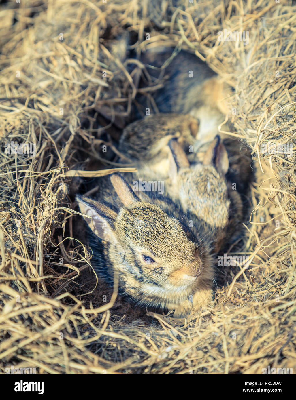 Un paio di settimane-old baby conigli nel proprio nido trovato in un giardino vegetale Foto Stock