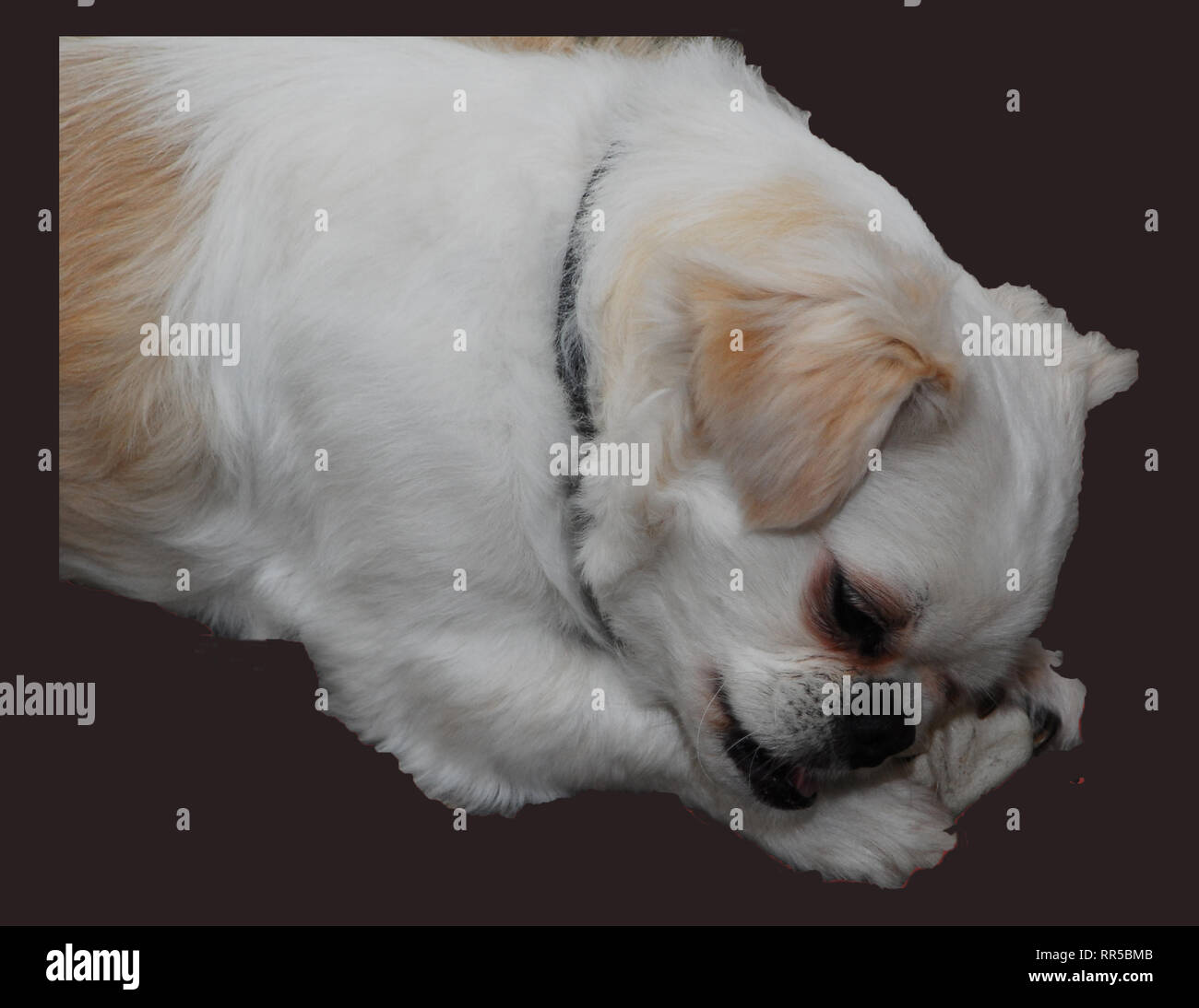 Tucker Nap Time Foto Stock