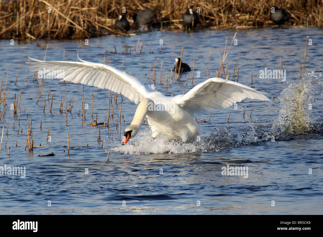 Cigno reale Foto Stock