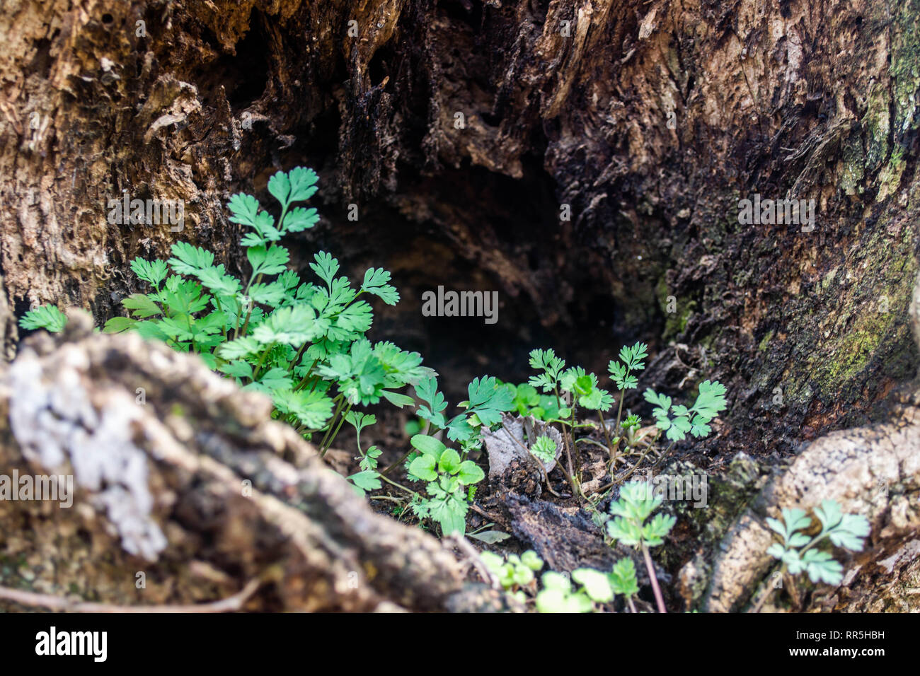 La felce piantine crescono nella cavità cava di un albero morto Foto Stock