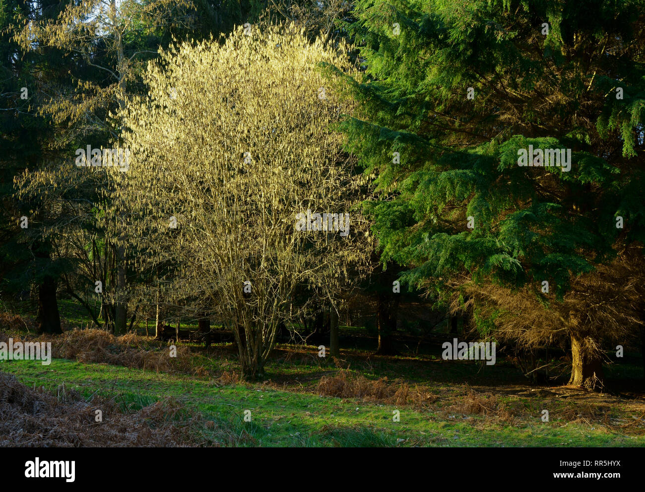 Comune di nocciolo Corylus avellana con ramoscelli in primavera. Foto Stock