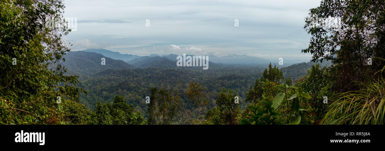 Vista panoramica attraverso la foresta di apertura il Taman Nagara national park, Malaysia. Foto Stock