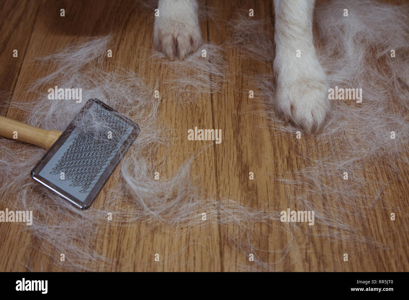 I capelli di spargimento del cane o gatto BACGROUNDS MOLT durante la stagione, dopo il suo proprietario spazzolato o toelettatura del PET con copia spazio. Foto Stock
